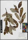 Foto von Salix appendiculata Vill.